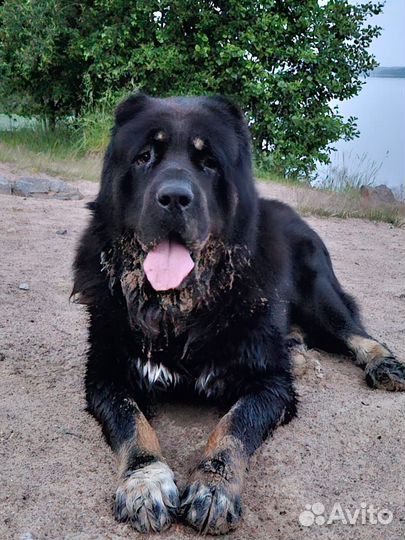 Вязка алабай