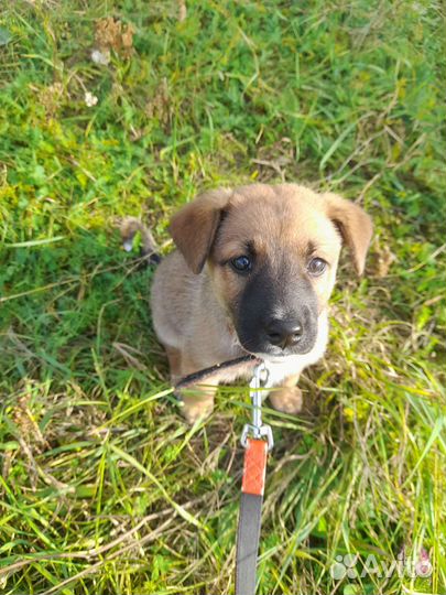 Собака в добрые руки)