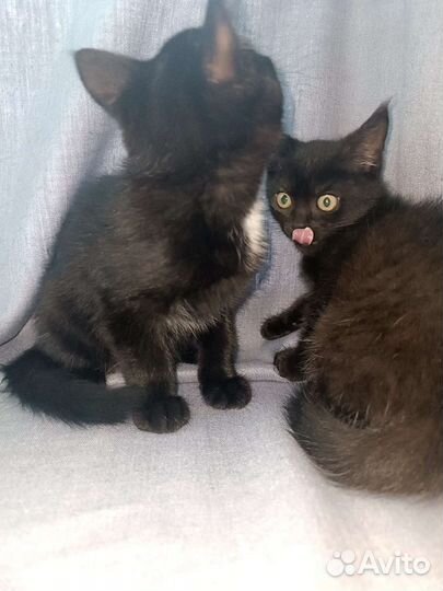 Черный котенок