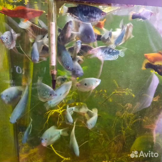 Аквариумные рыбки