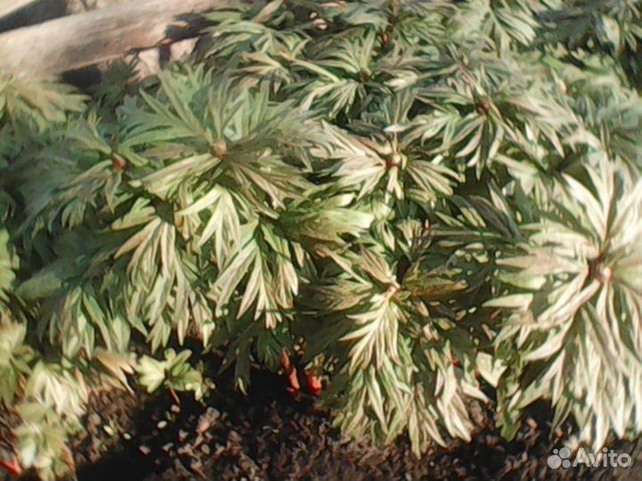 Саженцы.Пион марьин корень