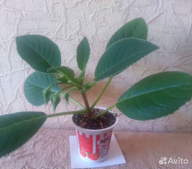 Тидея зацветает