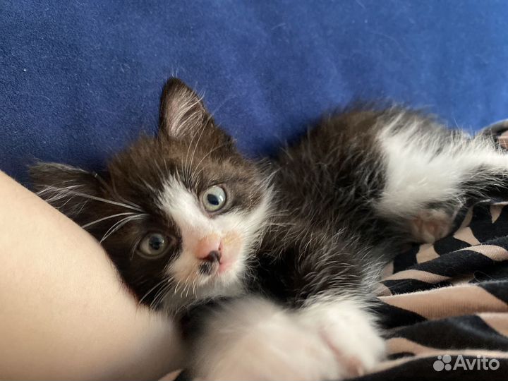 Кошки в добрые руки