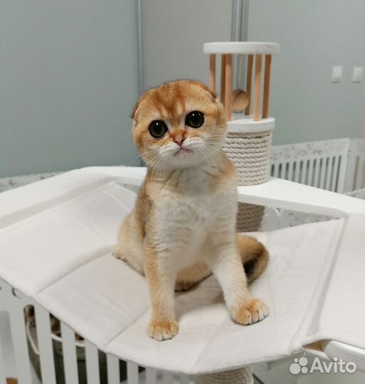 Шотландская вислоухая золотая шиншилла