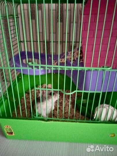 Хомяк с клеткой