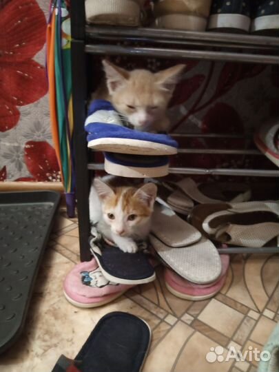 Котята