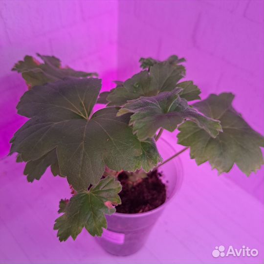 Укоренённый черенок пеларгонии Леона Галактика