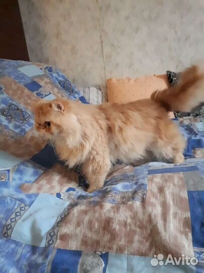 Персидский кот вязка