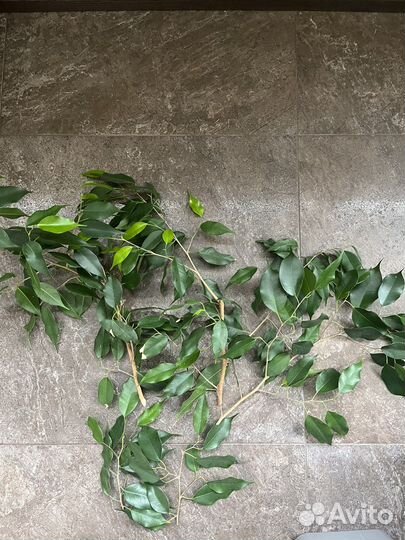 Побеги фикуса Бенжамин