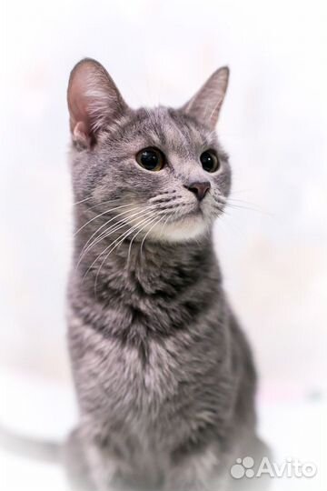 Кошечка Робби