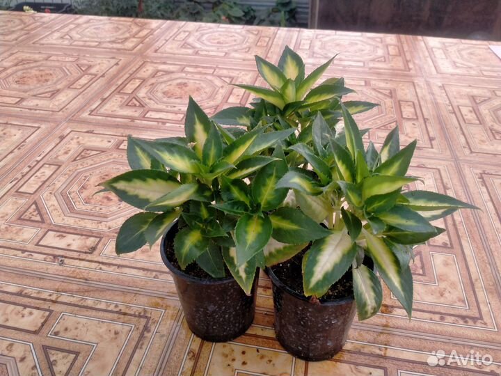 Бальзамин вариегатный