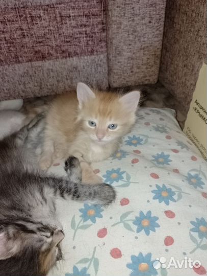 Кошка в дар