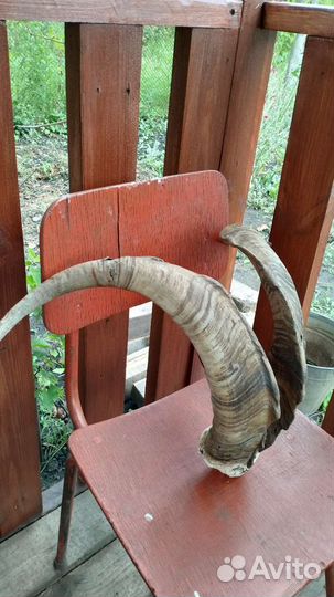 Рога горного козла