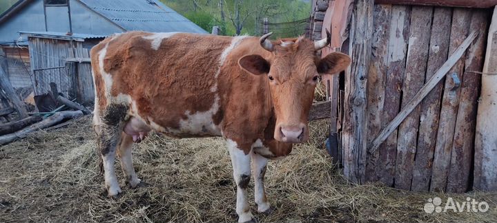 Корова дойная