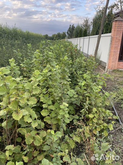 Саженцы Фундука