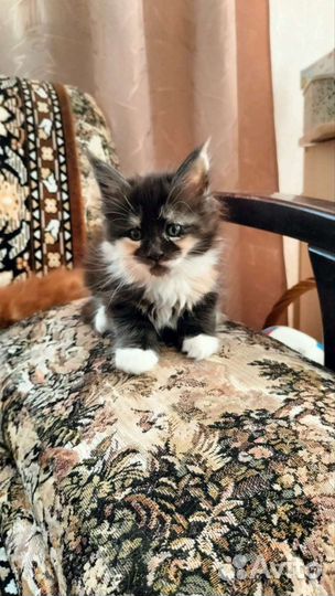 Котята мейн-кун