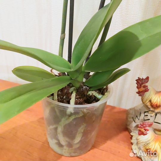 Green Apple 2 цветоноса зеленая Орхидея цветущая