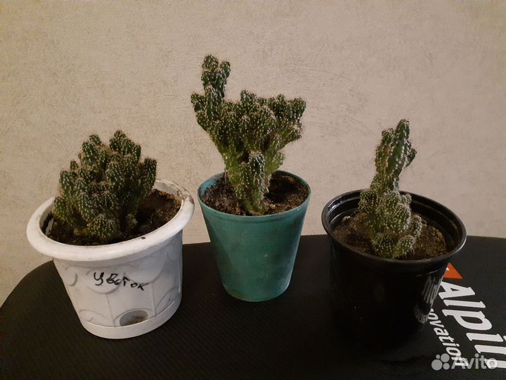 Кактусы и суккуленты