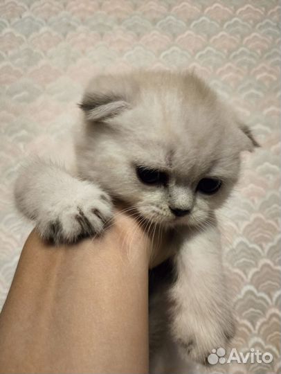Шотландские кошечки