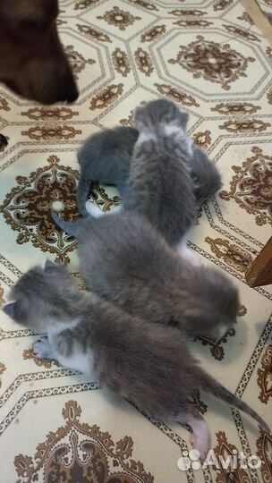 Котята серые