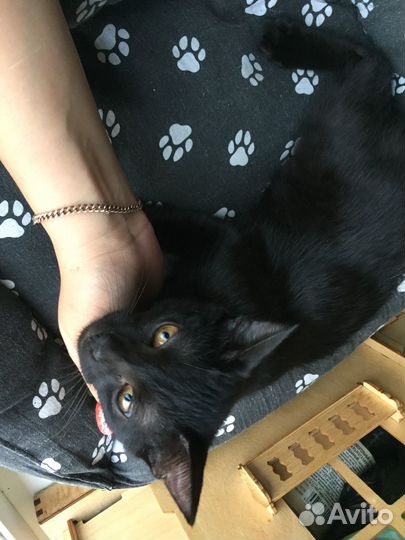 Котенок мальчик