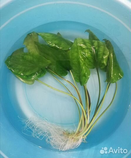 Растения аквариумные, эхинодорус и улитки катушки