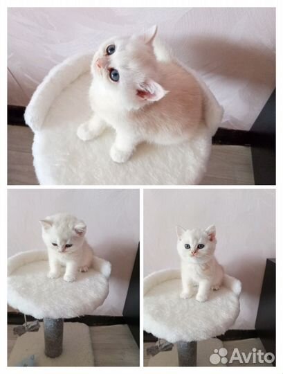 Скоттиш страйт