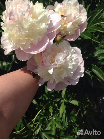 Цветы пионы