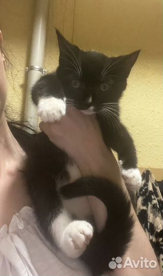 Котенок девочка Маркиза 3 месяца в дар