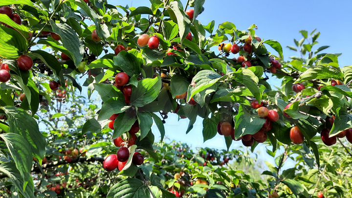 Дом 101 м² на участке 17,7 сот.