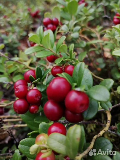 Брусника, клюква