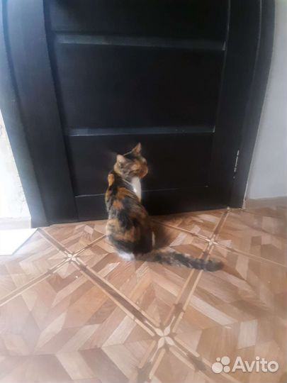 Кошки в добрые руки