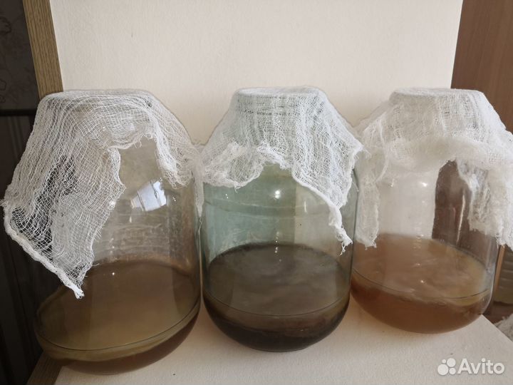 Чайный гриб комбуча