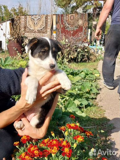 Щенки девочки