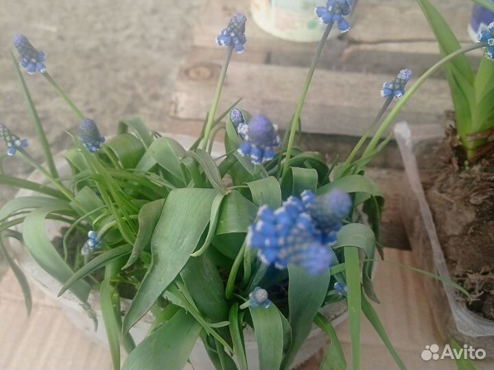 Цветы, кусты, многолетк