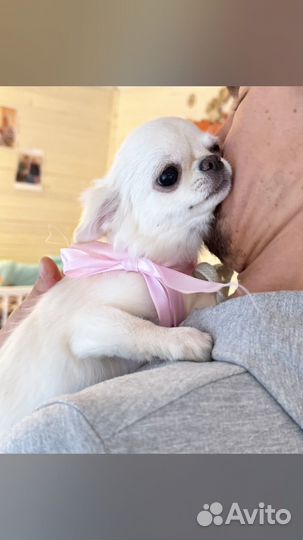 Чихуа мини девочка