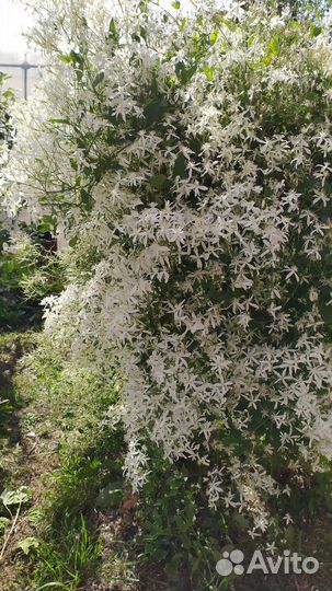 Клематис/спирея