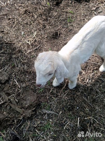 Продаются козлята и козы