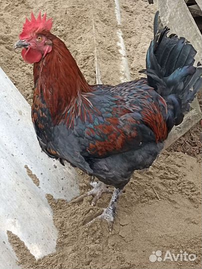 Молодые петухи