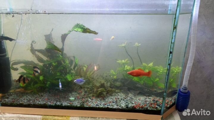 Аквариум