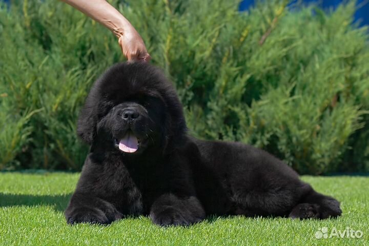 Щенки чёрные