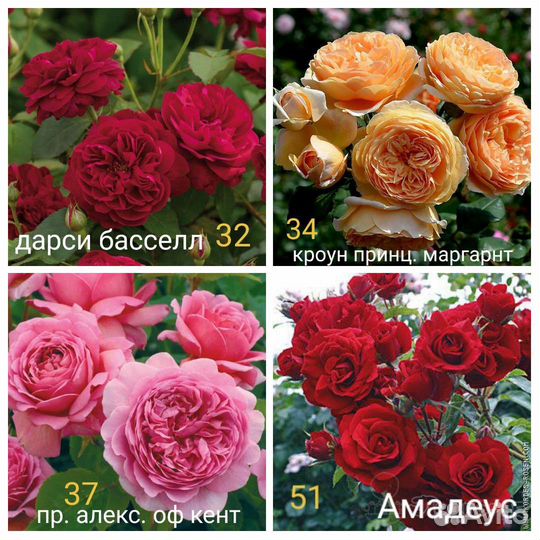 Хвойники, розы,ирисы