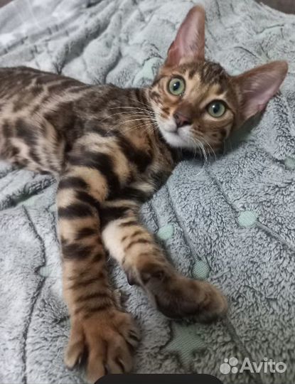 Бенгальские котята в элитных шубках редкого окраса