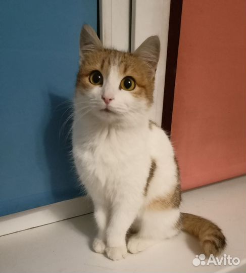 Кошка