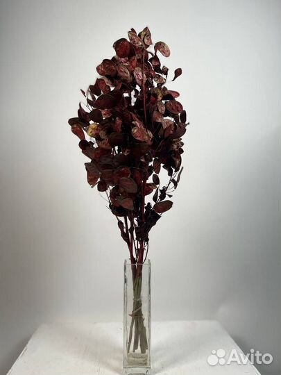 Лунария сухоцвет