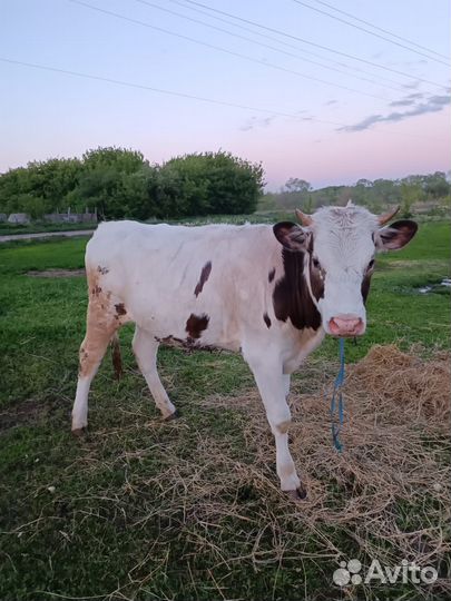 Продается корова и телочка