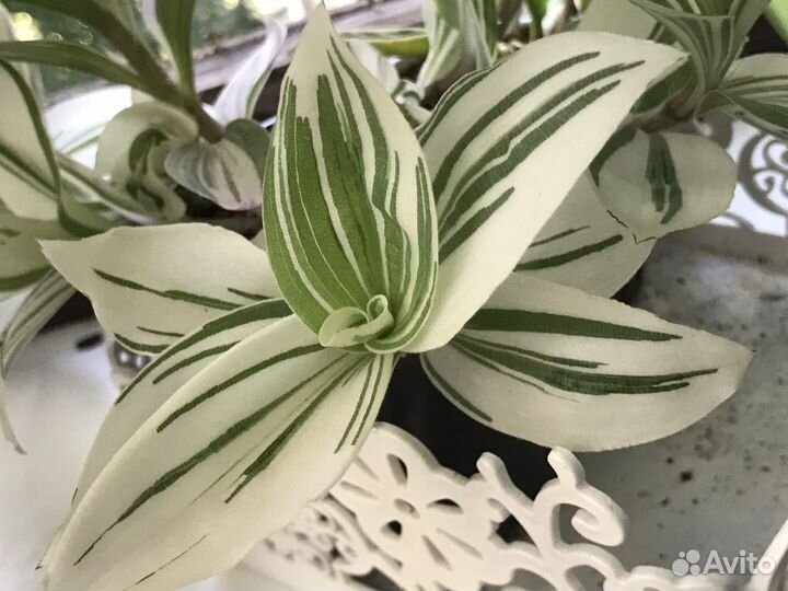 Традесканции сортовые