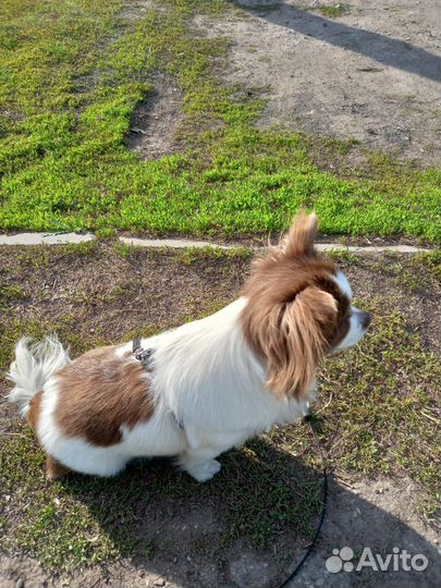 Вязка чихуахуа девочка