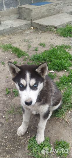 Продам щенка