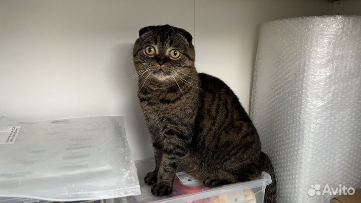 Шотландский вислоухий кот